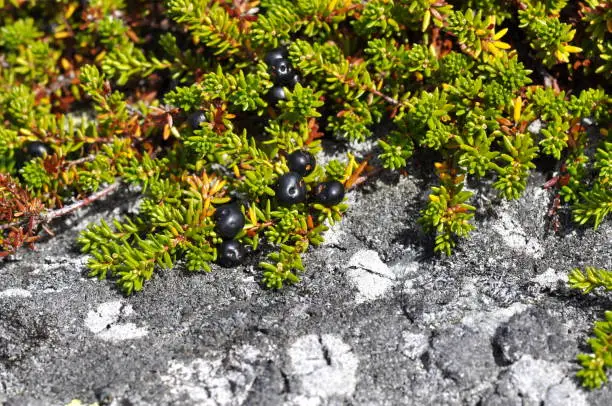 Ripe black crowberry Empetrum nigrum growing on the ground