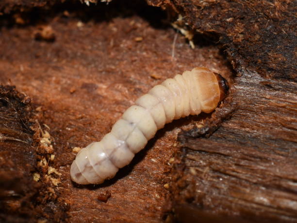 istock Longhorn beetle larva eating wood 1223271271