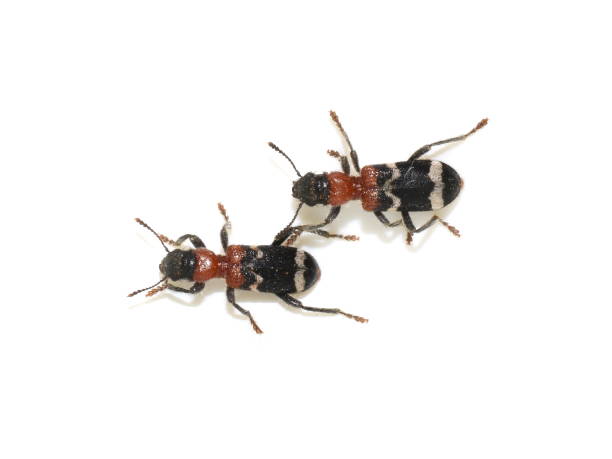 개미 딱정벌레 타나시무스 포르미카리우스 - formicarius 뉴스 사진 이미지