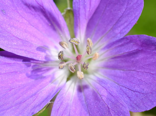 istock woodland geranium cranesbill flower close-up 1223271279