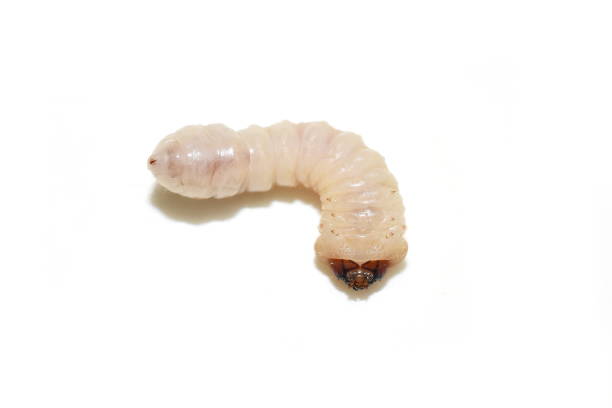 istock Longhorn beetle larva isolated 1223271294