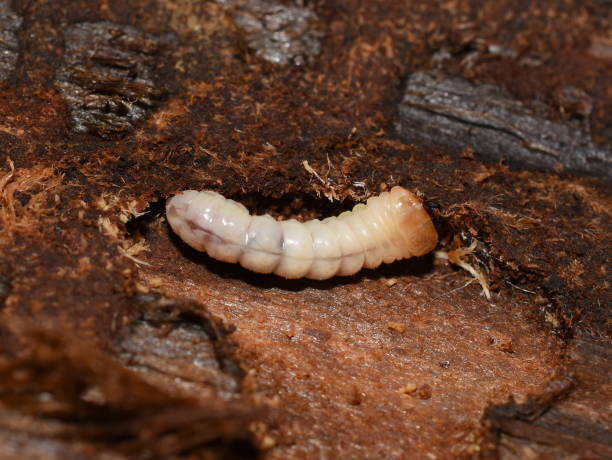 istock Longhorn beerle larva eating wood 1223271311