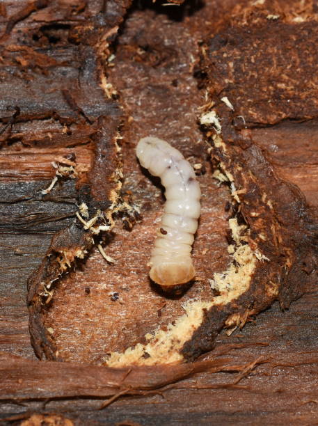 istock Longhorn beetle larva eating wood 1223271950