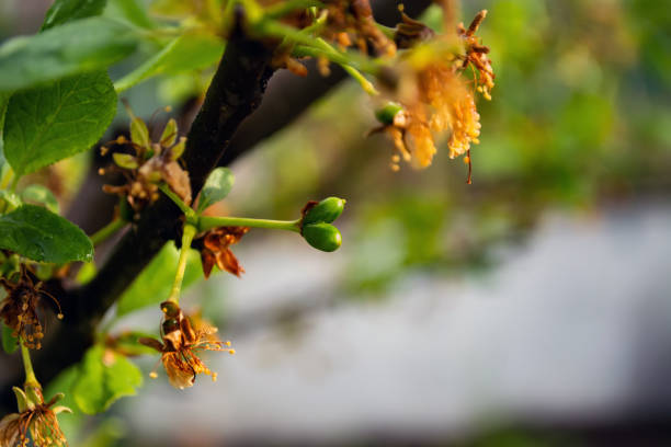 istock Branch with green plums in a garden 1223272071