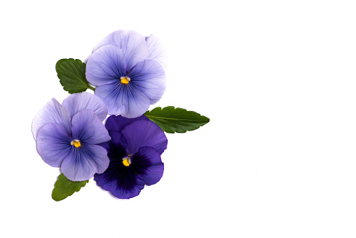 Aubrieta deltoidea with purple and blue flowers