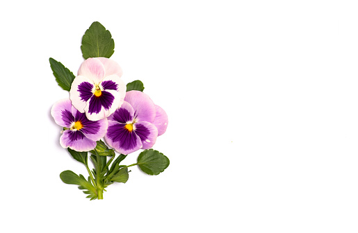 Fresh ripe seeds and inflorescences of a viola flower on a white isolated background.