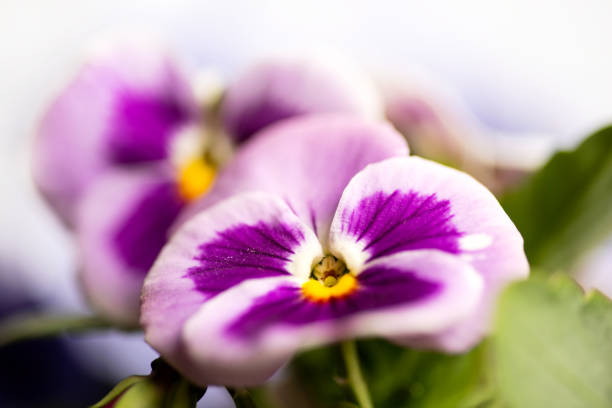Viola plant violet flower in blossom arrangement with copy space