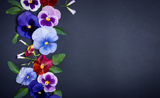 Violet flower in blossom arrangement on dark background with copy space