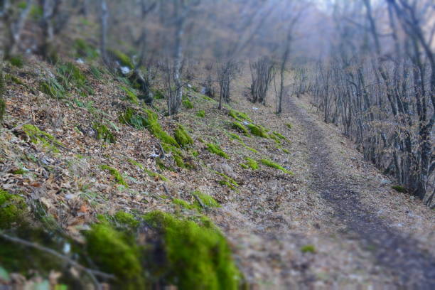 istock hiking trail, wood 1223272424