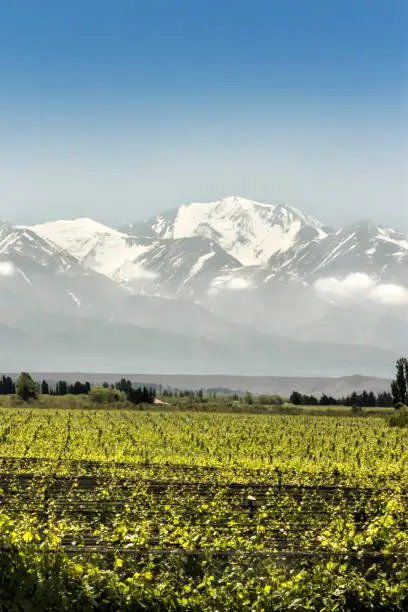 Beautiful Malbec vineyard as a background the Andes range. Maipu, Mendoza, Argentina.