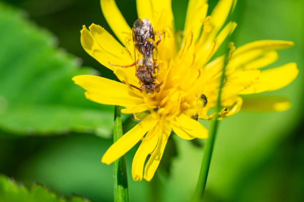 istock Nomad Bee on Dandelion Flower in Springtime 1223273812