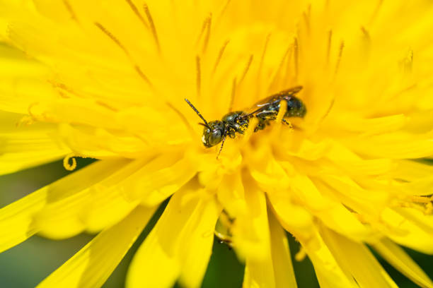Small carpenter bee (Ceratina sp.) on dandelion (Taraxacum officinale) flower head in springtime.