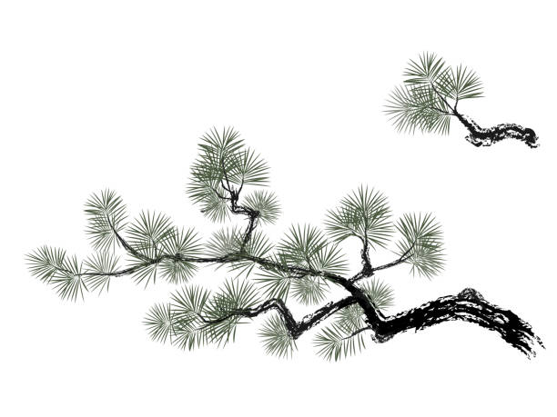 Vector illustration of pine tree. Vector illustration of pine tree. bonsai tree stock illustrations