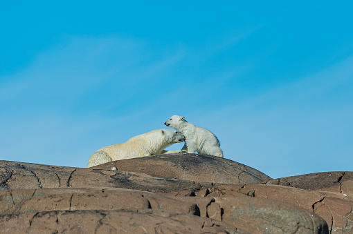 istock Polar bear and small cub (Ursus maritimus) on a rocky island of Spitsbergen Island in Svalbard. 1223273964