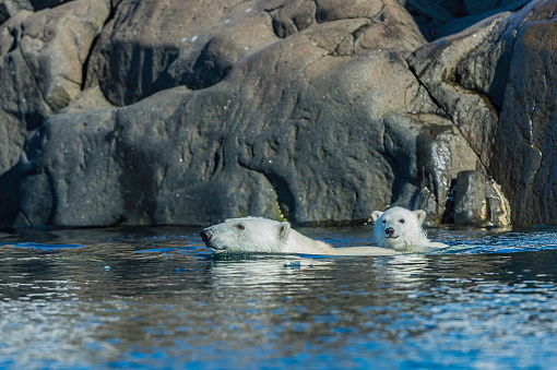 Polar bear mother and cub on a small island off Spitsbergen, Svalbard. Mother detected a male close by and wanted to get the cub away. Cub followed mother down the rocky area then did not want to get into the water. It finally jumped on to the mothers back and they swam away with the cub riding on the mothers back.