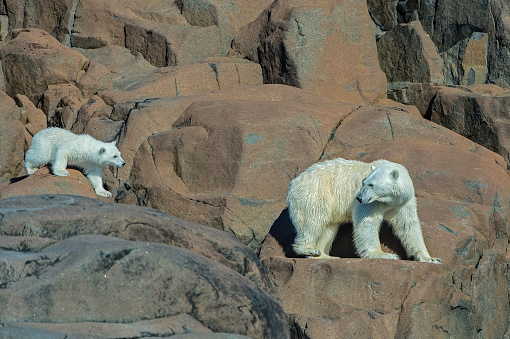 istock Polar bear and small cub (Ursus maritimus) on a rocky island of Spitsbergen Island in Svalbard. 1223273974