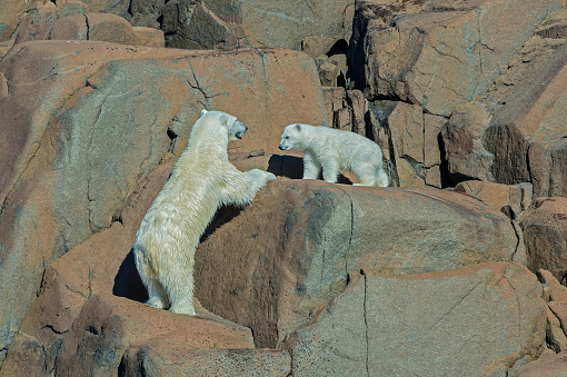 istock Polar bear and small cub (Ursus maritimus) on a rocky island of Spitsbergen Island in Svalbard. 1223274019