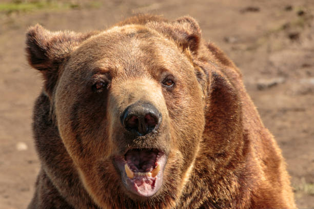 istock Close-up grizzly bear with mouth open 1223274145