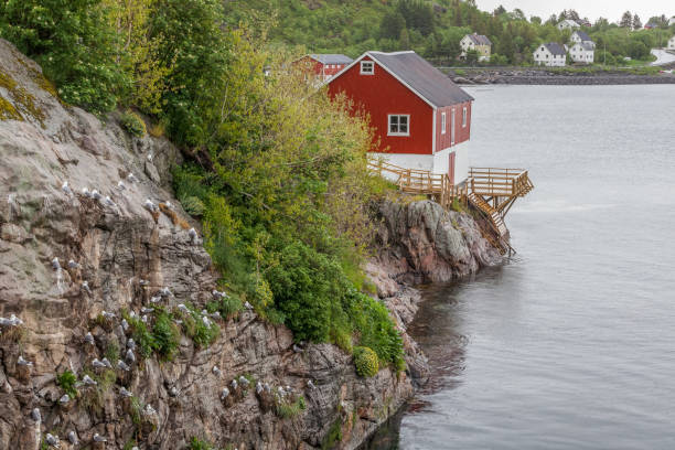 istock Seagull nesting in Lofoten Islands, Norway. selective focus 1223274320