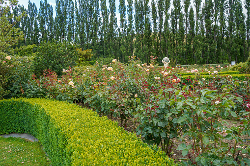 Arches in ornimental Hedges and brick path