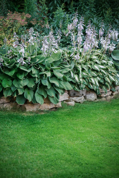 istock Beautiful garden with trees, lawn with green grass 1223275571