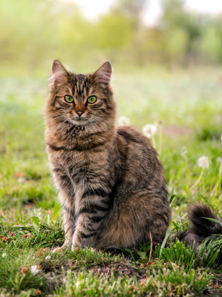 tabby fluffig katt på en bakgrund av en solig trädgård - sibirisk katt bildbanksfoton och bilder