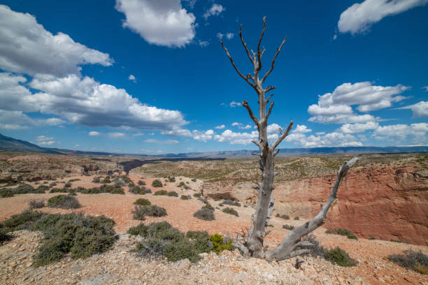 Scenic river and canyon in western USA