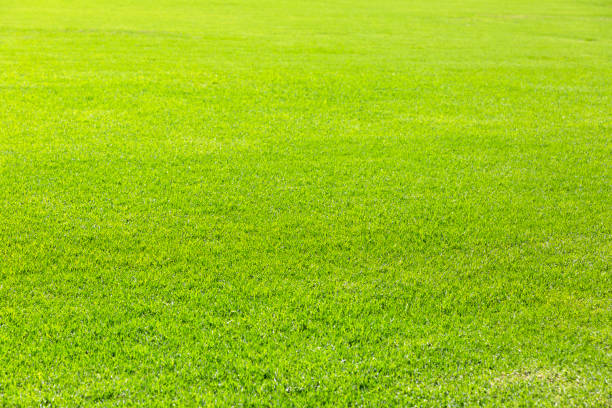 istock Grass field, beautiful nature background with copy space 1223277401