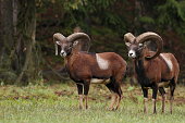 Two male mouflon at clearing