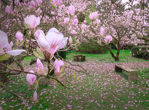 Blooming dogwood in Spring