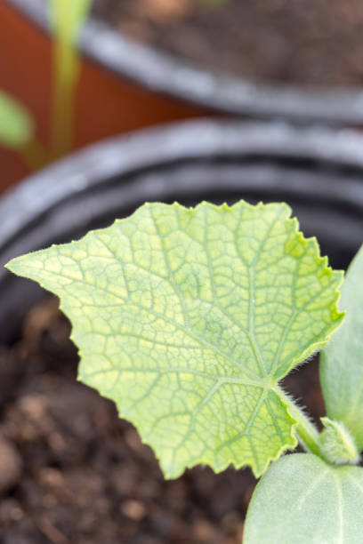istock Cucumber leaf in the nursery garden 1223279799