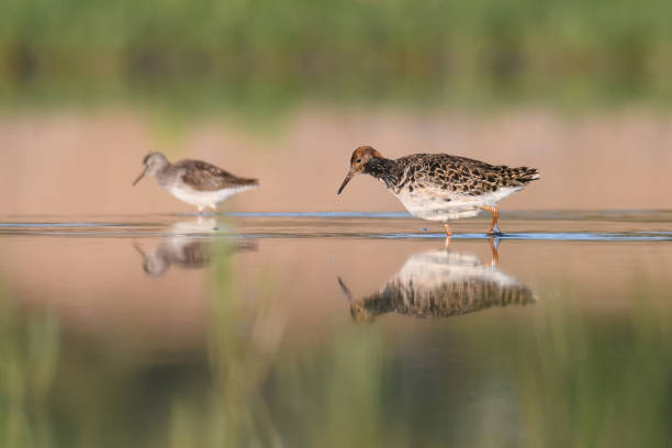 istock Ruff - Philomachus pugnax / Calidris pugnax 1223280927