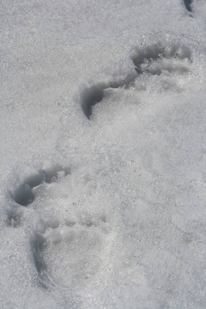 istock Footprints of a large brown bear in the spring snow 1223280968