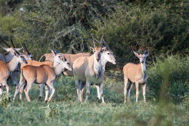 Females and calves of African antelopes and birds in the Bush Females and calves of African antelopes and birds in the Bush. Young bull with female and calves of Eland antelope in the hunting grounds cape eland photos stock pictures, royalty-free photos & images