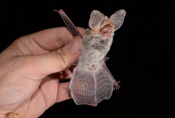 istock The Brazilian Bat,  tropical big-eared brown bat 1223281091