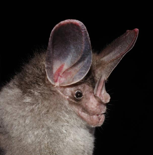 istock The Brazilian bat, big-eared woolly bat 1223281128