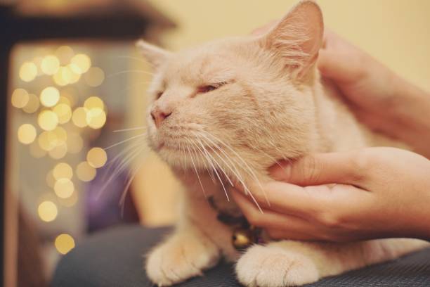 istock Orange cat put on a cute face while petting by its owner 1223281238