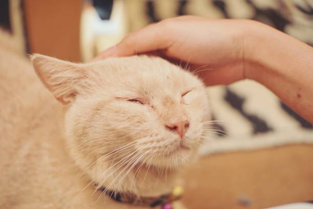 istock Orange cat put on a cute face while petting by its owner 1223281262