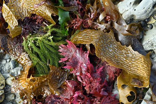 Brown (Phaeophyta), green (Chlorophyta) and red (Rhodophyta) seaweeds on the rocky shore of the Pacific Ocean at Kaioura, South Island, New Zealand. Macroalgae on the photograph are alive, exposed to the air during a low tide.