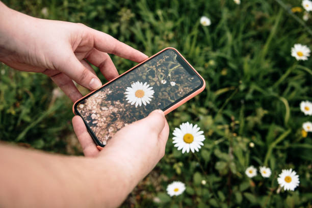 istock Taking a photo of a daisy with a modern smartphone 1223282866