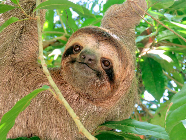 istock three-toed sloth in costa rica 1223282911