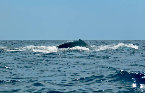 istock humpback whale in costa rica 1223283106