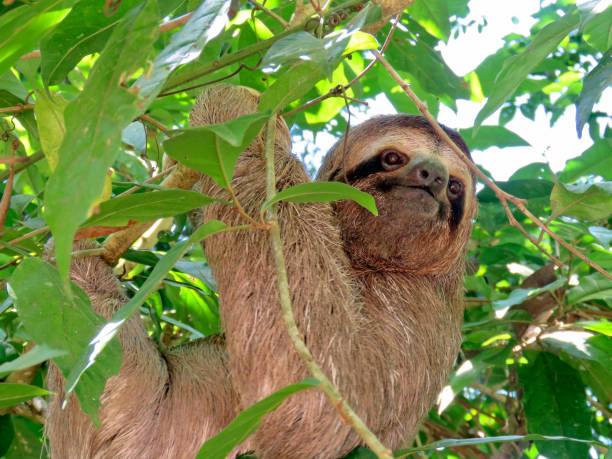 istock three-toed sloth in costa rica 1223283122
