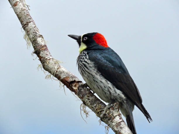 istock woodpecker perched on a branch 1223285445