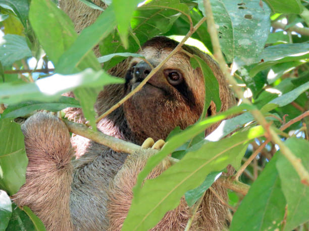 istock three-toed sloth in costa rica 1223285503