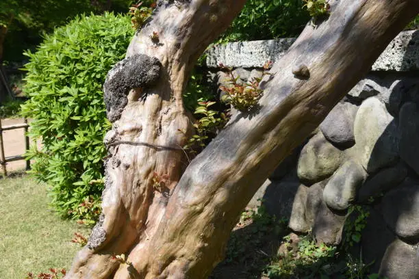 Crape myrtle trunk and bark / Lythraceae deciduous tree