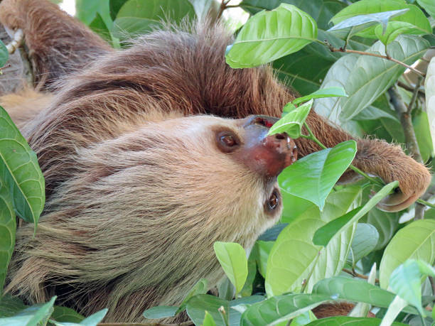 istock two-toed sloth in costa rica 1223285680