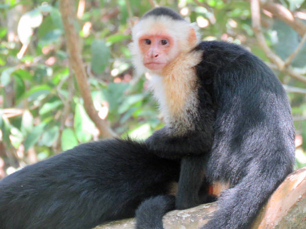 istock capuchin monkey wild in costa rica 1223286356