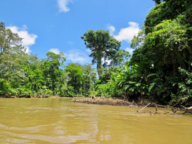 istock costa rica rainforest landscape on the river 1223286368