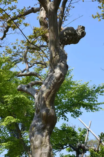 Crape myrtle trunk and bark  / Lythraceae deciduous tree
